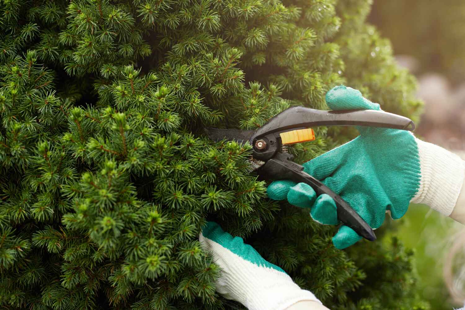 Best Tree Disease Treatment  in Winter Haven, FL